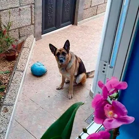 Tenerife * San Miguel de Abona